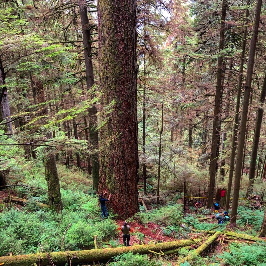 Old growth tree Grizzly tree experts