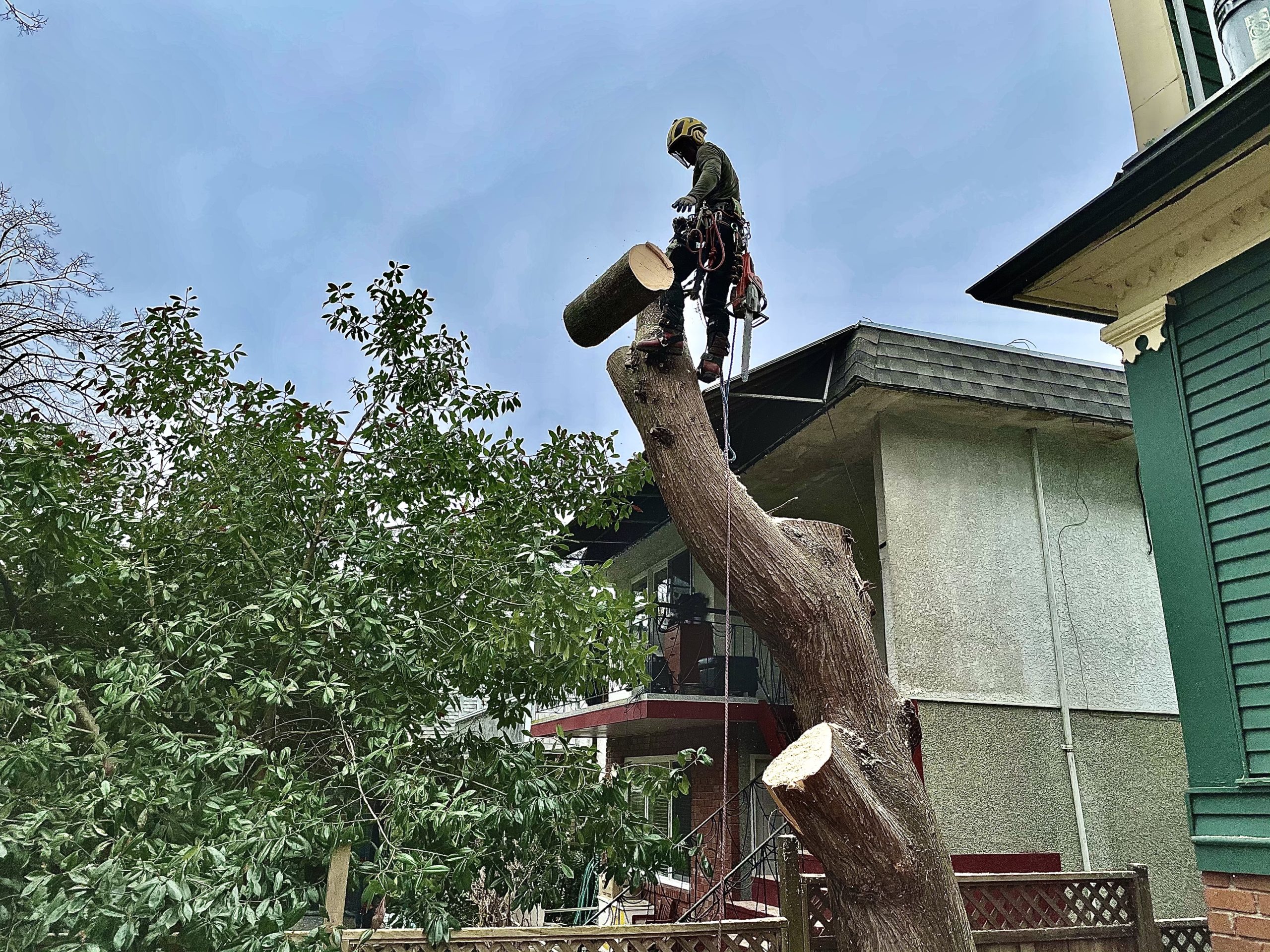 Leyland Cypress tree Grizzly tree experts Vancouver