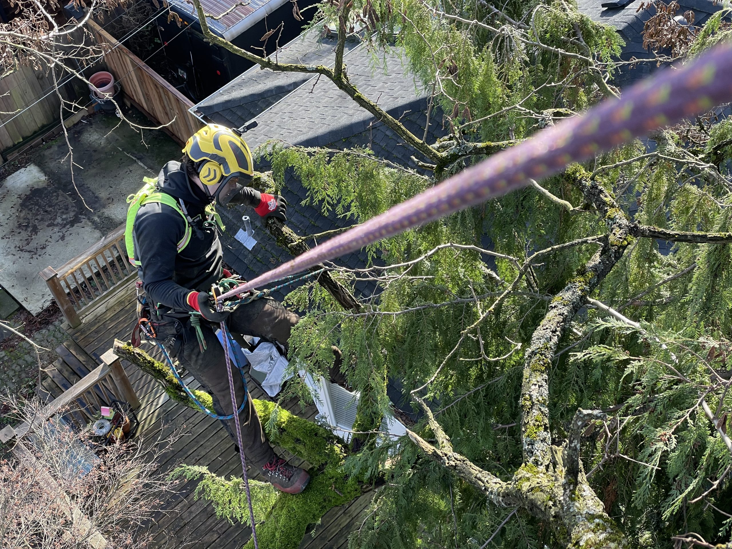 Black Locust pruning Grizzly tree experts Vancouver