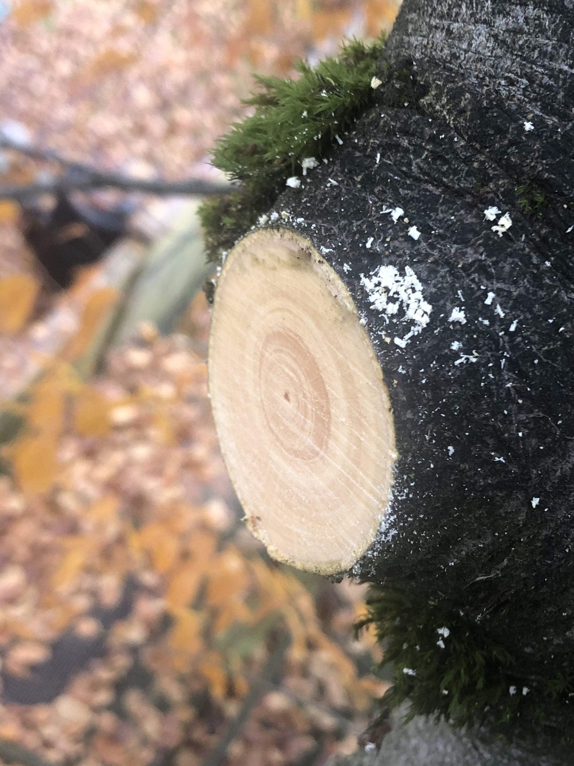 Maple tree pruning cut Grizzly tree experts Vancouver