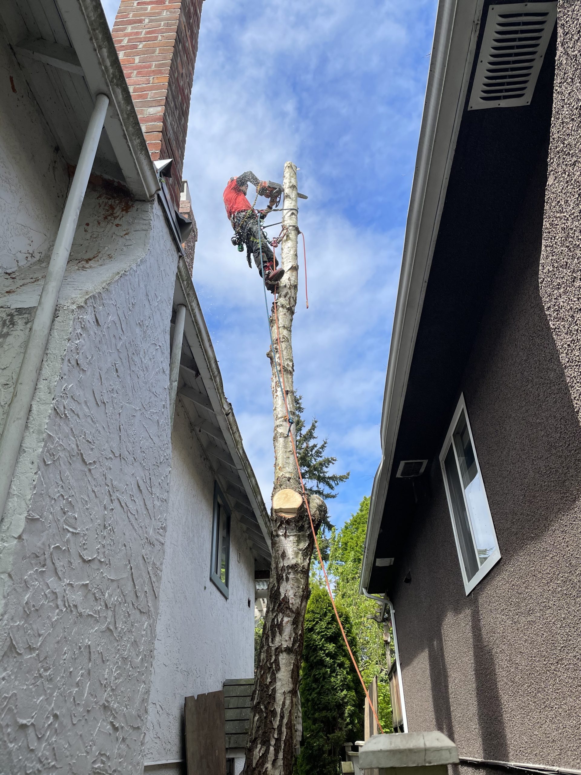 Birch tree removal Grizzly tree experts Vancouver
