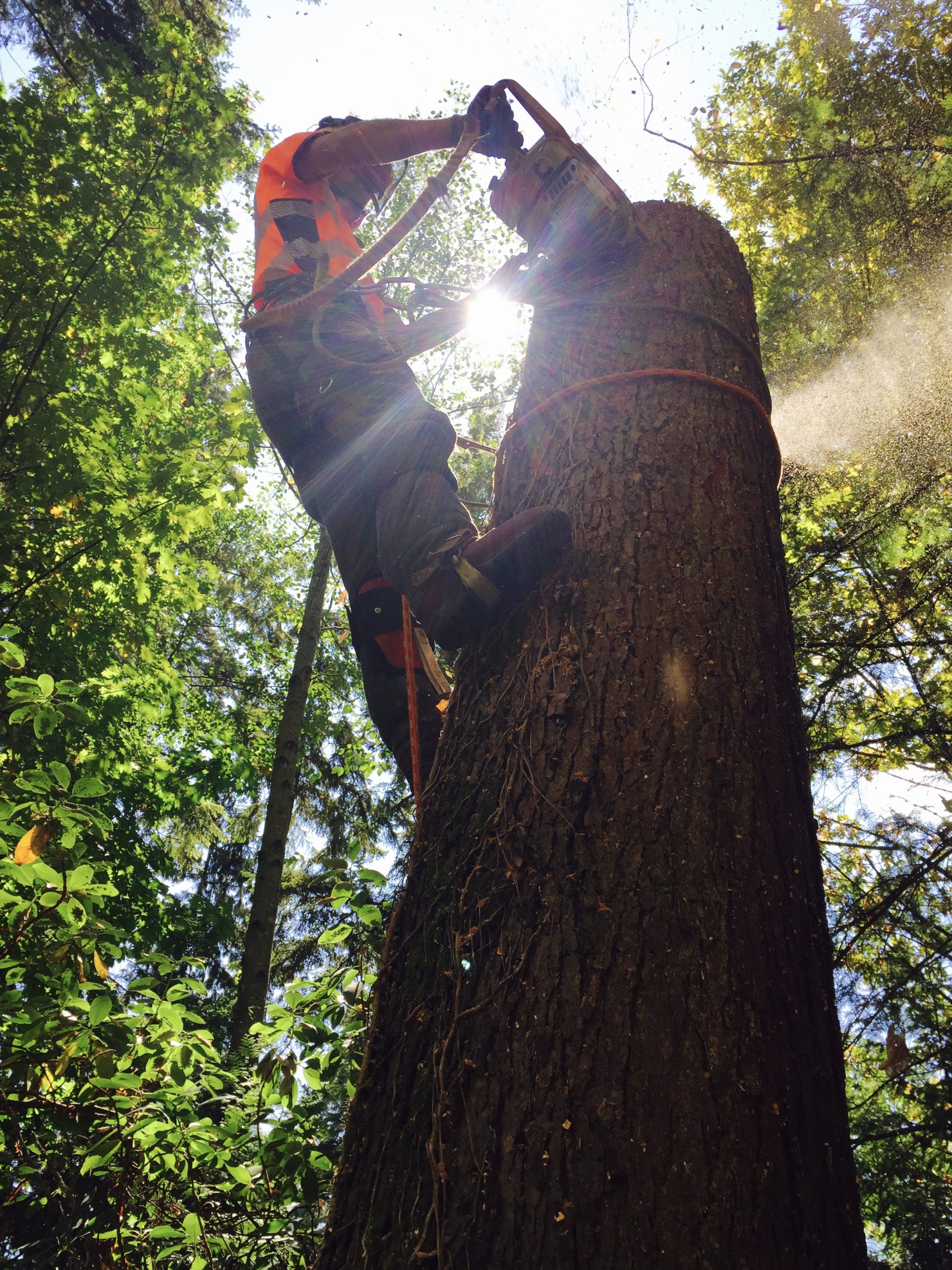 Hemlock removal Grizzly tree experts Vancouver