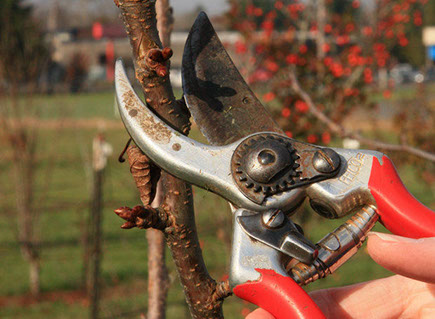 Fruit tree pruning