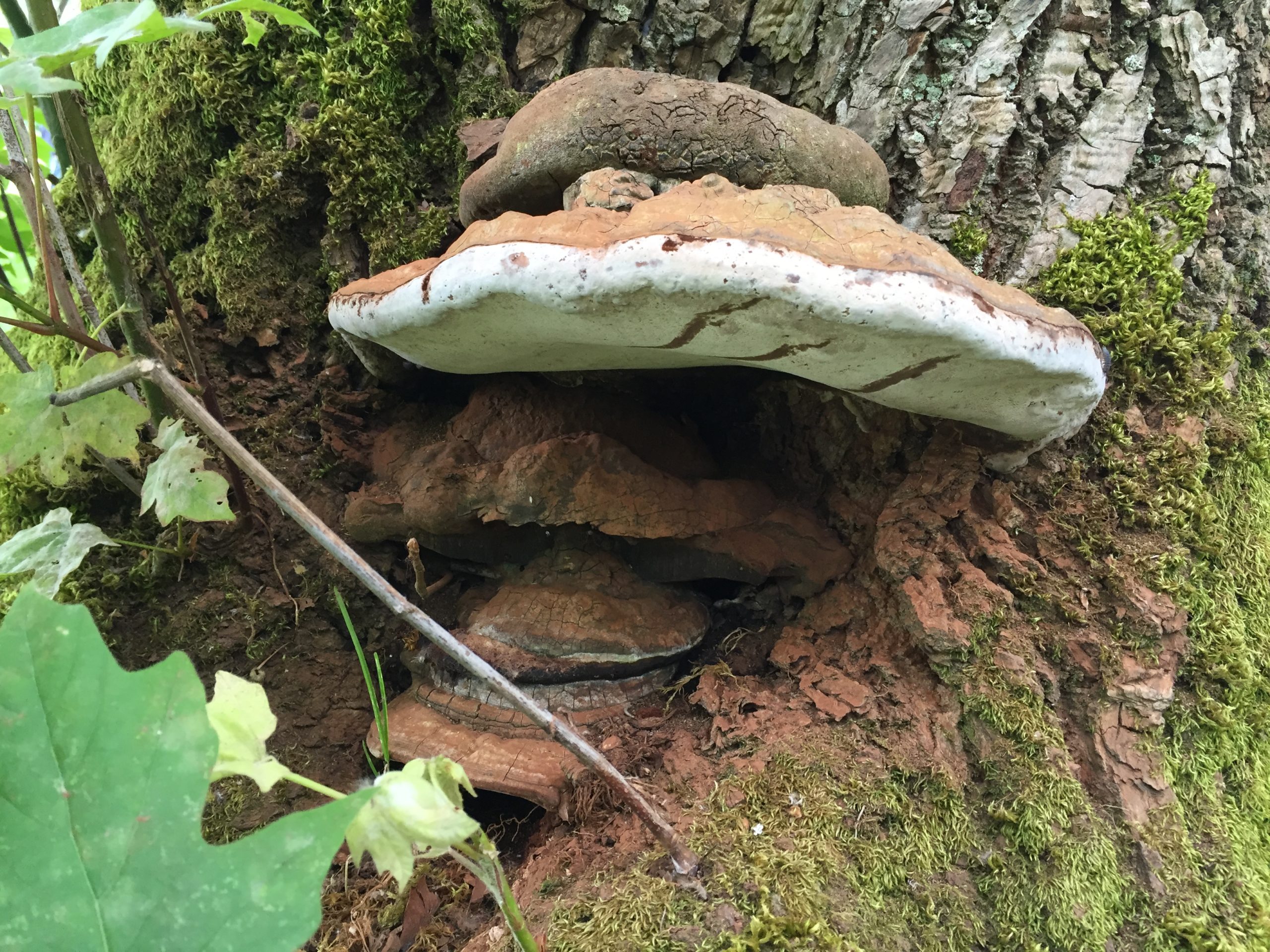 Ganoderma Grizzly tree experts