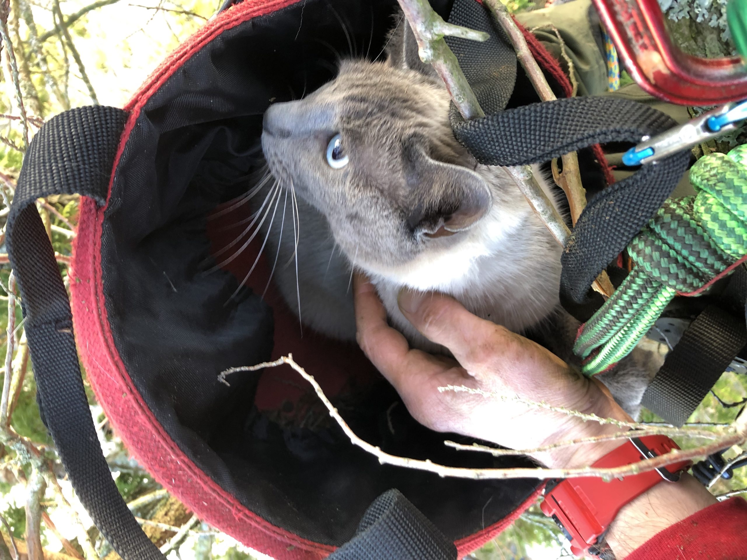 Cat rescue from a tree in Vancouver, B.C but Grizzly Tree Experts